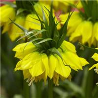 Fritillaria imperialis lutea - Golden Crown Imperial Fritillary