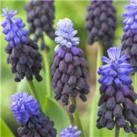 Muscari latifolium - Two-Tone Grape Hyacinths - Pack of 20