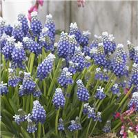 Muscari Touch of Snow - Grape Hyacinths - Pack of 10 Bulbs