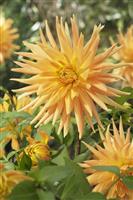 Dahlia Gold Crown