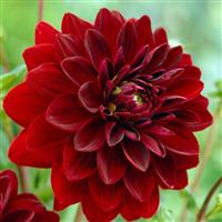 Dahlia Arabian Night