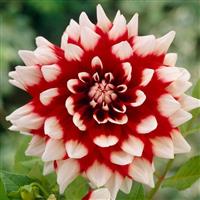 Dahlia Duet