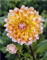 Dahlia Peaches and Cream