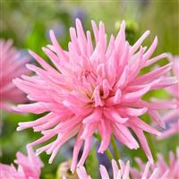 Dahlia Park Princess