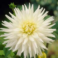 Dahlia My Love - Pack of THREE