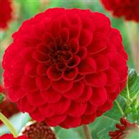 Dahlia Nescio