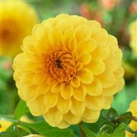 Dahlia Golden Sceptre