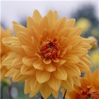 Dahlia Glorie Van Noordwijk
