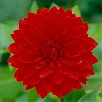 Dahlia Garden Wonder