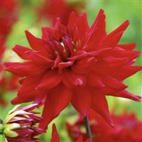 Dahlia Red Pygmy