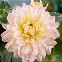 Dahlia Diana's Memory