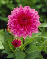 Dahlia Rosella