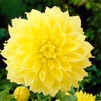 Dahlia Kelvin Floodlight