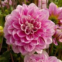Dahlia 'Way of Life'