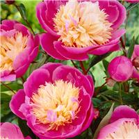 Peony Bowl of Beauty - Exotic Looking Fragrant Garden Peony Plant