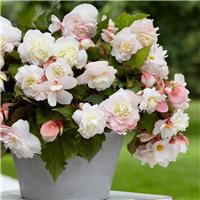 Aromatic Scented Cascading Angelique Begonia - Pack of THREE