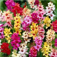 Ixia - African Corn Lily - Pack of 20 Bulbs