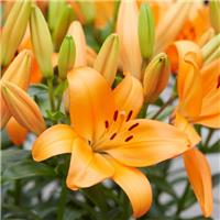 Lilium Honesty - Pack of 20 Lily Bulbs