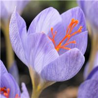 Crocus - Autumn Flowering Crocus speciosus - Pack of 50 Bulbs