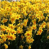 Narcissus 'Anfield' - Daffodil Bulbs - Pack of 20