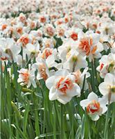 Narcissus - Daffodil Replete - Pack of 5 Double Ruffled Daffodils