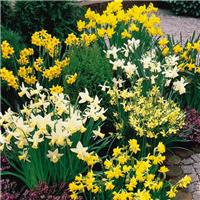 Narcissus Dwarf Rockery Mixture - Daffodils - Pack of 40 Bulbs