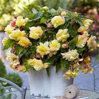 Aromatic Scented cascading Begonia odorata Sunny Dream - Pack of Two