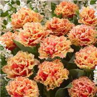 Tulip Brisbane - Double Fringed Aussie Tulips - Pack of 6 Bulbs