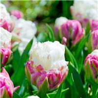 Tulip Ice Cream - Pack of 6 Bulbs