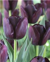 Tulip 'Queen of the Night' - Pack of 10 Bulbs
