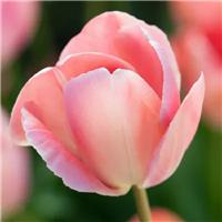 Tulip 'Salmon Van Eijk' - Pack of 12 Bulbs
