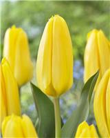 Tulip 'Candela' - Pack of 6 Bulbs