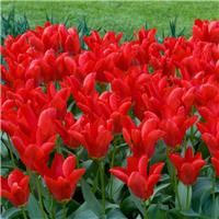 Tulip 'Madame Lefeber' - Red Emperor - Pack of 6 Bulbs
