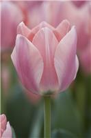 Tulip 'Apricona'' - Pack of 12 Bulbs