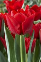 Tulip 'Ben Van Zanten'' - Pack of 12 Bulbs
