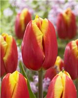 Tulip 'Dow Jones' - Pack of 12 Bulbs