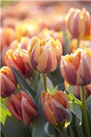 Tulip 'Prinses Irene' - Pack of 12 Bulbs