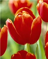 Tulip 'Verandi' - Pack of 6 Bulbs