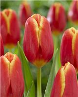 Tulip 'Choice' - Pack of 12 Bulbs