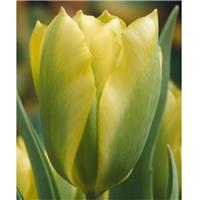 Tulip 'Formosa' - Pack of 6 Bulbs