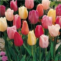 Tulip 'Triumph Pastel Mix' - Pack of 25 Bulbs