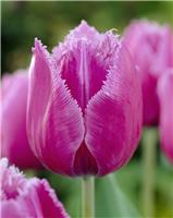 Tulip 'Louvre' - Pack of 6 Bulbs