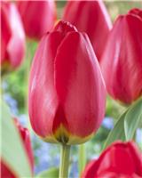 Tulip 'Parade' - Pack of 6 Bulbs