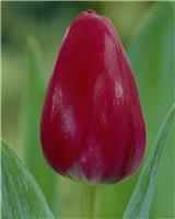 Tulip 'Primavista' - Pack of 12 Bulbs