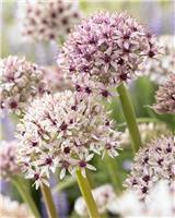 Allium Silver Spring - ONE Bulb