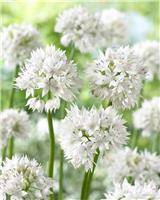 Allium amplectens 'Graceful Beauty' - Pack of 10 Bulbs