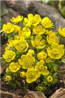Eranthis cilicica - Winter Aconite - Pack of 8