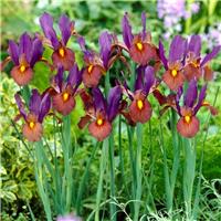 Iris Eye of the Tiger - Tiger-eye Dutch Iris - Pack of 12