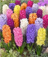 Assorted Rainbow Hyacinths - Pack of 5 Bulbs