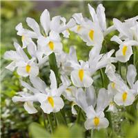 Iris hollandica White van Vliet - Pack of 12